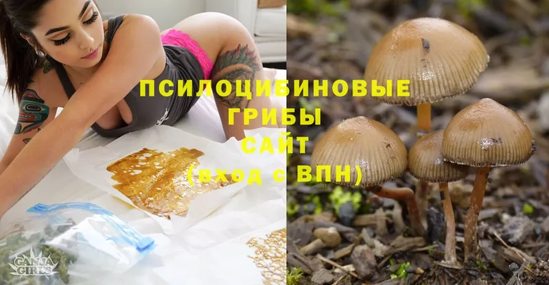 Псилоцибиновые грибы Psilocybe  Скопин 